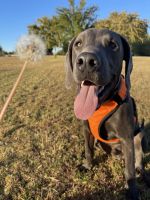 Silver Lab for rehoming in Arizona