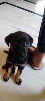 Labrador Retriever Puppies for sale in Newtown, Kolkata, West Bengal, India. price: 3000 INR
