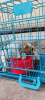 Labrador Retriever Puppies for sale in Bengaluru, Karnataka, India. price: 18000 INR