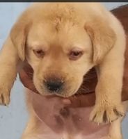 Labrador Retriever Puppies for sale in 6, Jaipur Golden Hospital Rd, Pocket 1, Sector 3A, Rohini, Delhi, 110085, India. price: 10,500 INR