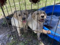 Lab Puppies