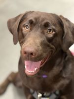 Chocolate Lab