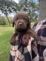 AKC Labrador Retriever