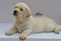 Labrador Retriever Puppies for sale in Mumbai, Maharashtra, India. price: 25,000 INR