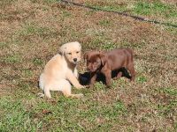 Labrador Retriever Puppies for sale in NC-305, North Carolina, USA. price: $750