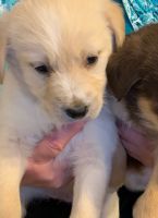 Labrador Retriever Puppies for sale in Palmer, Alaska. price: $450