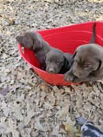 Labrador Retriever Puppies for sale in Decatur, Texas. price: $100