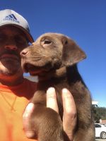 AKC Chochlate Lab puppy
