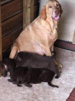 AKC Chochlate Lab puppy