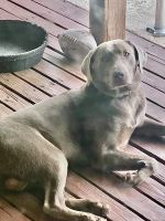 AKC Chochlate Lab puppy