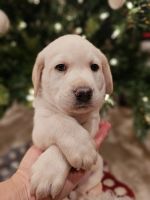 Labrador Retriever Puppies for sale in Manalapan, New Jersey. price: $300