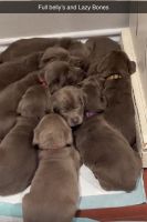Labrador Retriever Puppies for sale in Slidell, Texas. price: $1,000
