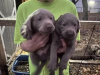 Labrador Retriever Puppies for sale in Carlyle, Illinois. price: $900