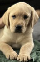 Labrador Retriever Puppies for sale in Middletown, Delaware. price: $1,000
