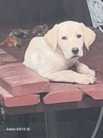 Labrador Retriever Puppies for sale in Napa, CA 94558, USA. price: $400