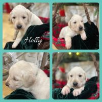Labrador Retriever Puppies for sale in Belton, South Carolina. price: $120,000