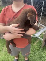 Labrador Retriever Puppies for sale in Tahmoor, New South Wales. price: $800