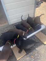 Labrador Retriever Puppies for sale in Dubbo, New South Wales. price: $800