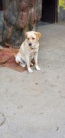 Labrador Retriever Puppies for sale in Muzaffarnagar, Uttar Pradesh. price: 15,000 INR