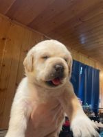 Labrador Retriever Puppies for sale in Belgrade, Maine. price: $1,000