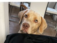 Labrador Retriever Puppies for sale in Houston, Texas. price: $400