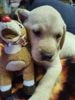 Labrador Retriever Puppies for sale in Hope Valley, Hopkinton, RI 02832, USA. price: $600
