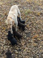 Labrador Retriever Puppies for sale in Delmar, Delaware. price: $300
