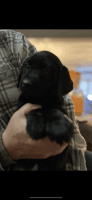 Labrador Retriever Puppies for sale in Holdrege, Nebraska. price: $1,200