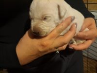 Labrador Retriever Puppies for sale in Mansfield, Missouri. price: NA