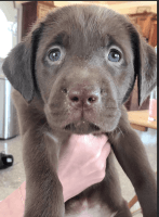 Labrador Retriever Puppies for sale in Pasco, Washington. price: $600