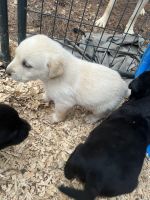 Labrador Retriever Puppies for sale in Cedartown, Georgia. price: $175