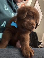 Labrador Retriever Puppies for sale in Williamsport, PA, USA. price: $675