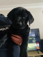 Labrador Retriever Puppies for sale in SouthBend, Indiana. price: NA