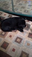Labrador Retriever Puppies for sale in New Braunfels, Texas. price: $700