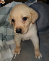 Labrador Retriever Puppies for sale in Pine River, Wisconsin. price: $800