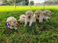 Labrador Retriever Puppies for sale in Alva, Florida. price: $1,000