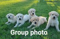 Labrador Retriever Puppies for sale in Forbes, New South Wales. price: $1,100