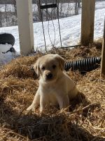 Labrador Retriever Puppies for sale in Danville, KY, USA. price: $35,000