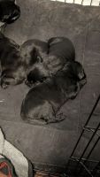 Labrador Retriever Puppies for sale in Bastrop, Louisiana. price: $150