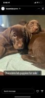 Labrador Retriever Puppies for sale in Vacaville, California. price: $850