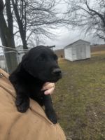 Labrador Retriever Puppies for sale in Jerseyville, Illinois. price: $600