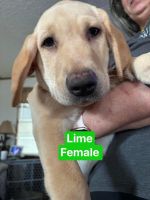 AKC, microchipped, health certificates, dewormed, up to date on shots.