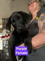 AKC, microchipped, health certificates, dewormed, up to date on shots.