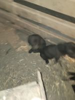 Labrador Retriever Puppies for sale in Blair, Nebraska. price: $600