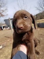 Labrador Retriever Puppies for sale in Ozone, AR 72854, USA. price: $600