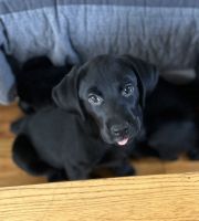 Labrador Retriever Puppies for sale in Redding, California. price: $900