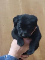 Labrador Retriever Puppies for sale in Spruce Pine, North Carolina. price: $120,000