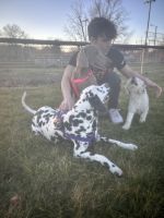Labrador Retriever Puppies for sale in Millersburg, Ohio. price: $2,500
