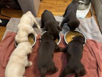Labrador Retriever Puppies for sale in Roanoke, VA, USA. price: $1,500