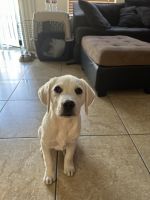 Labrador Retriever Puppies for sale in Las Vegas, Nevada. price: $750